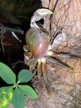 CRABE DE COCOTIERS